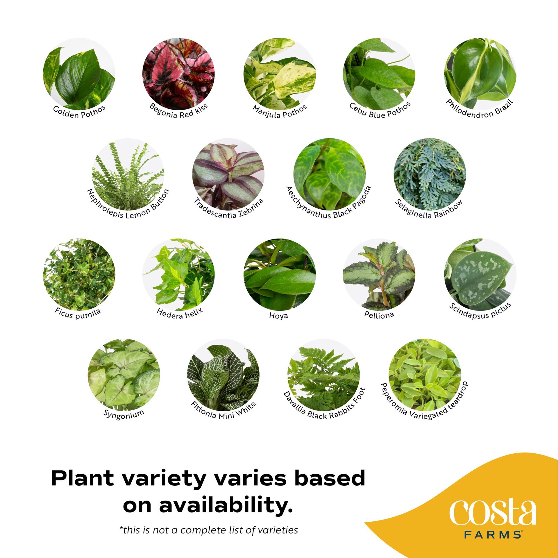 slide 2 of 6, Costa Farms Assorted Foliage House plant in 3 Quart(s) Hanging basket 1 -Pack, 1 ct