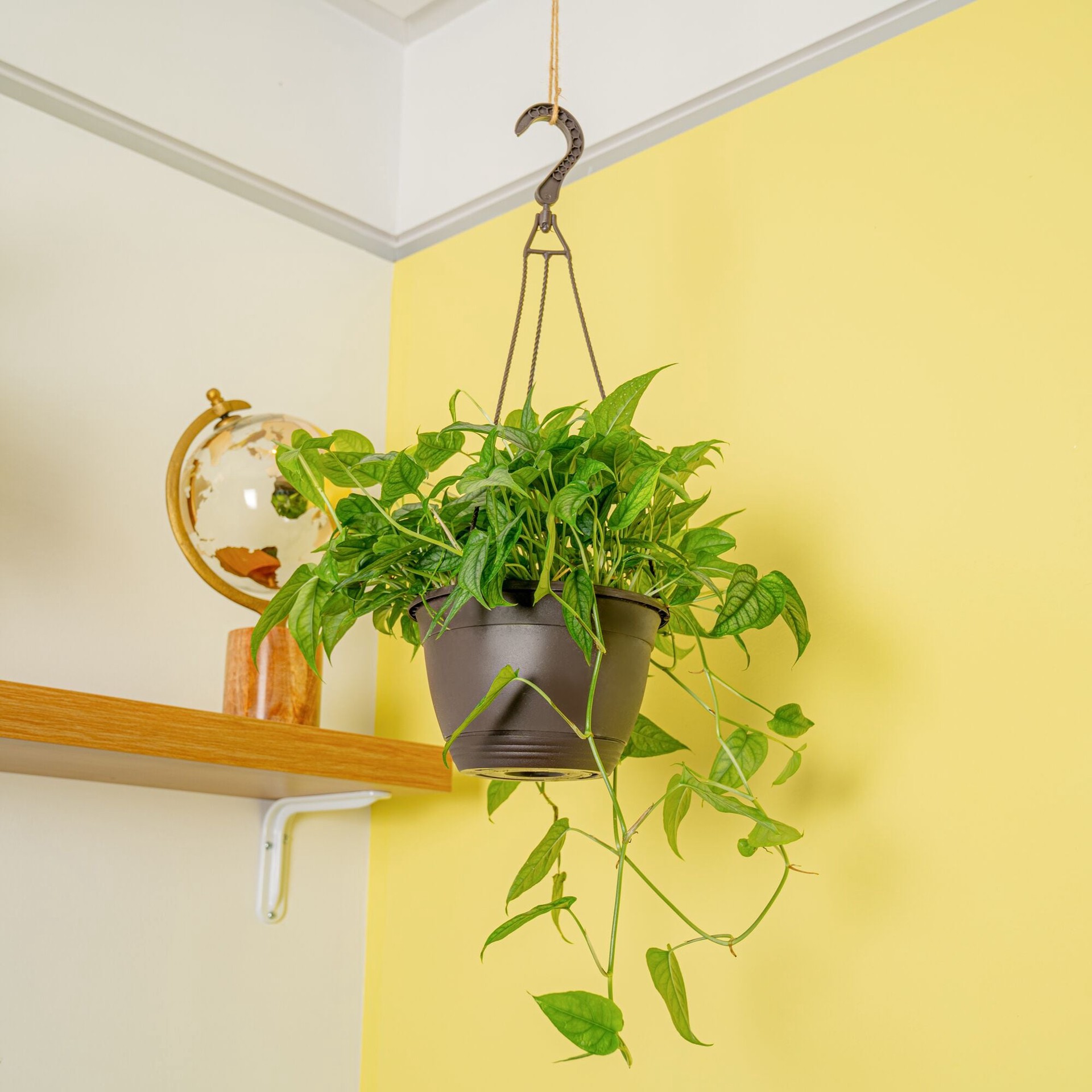 slide 3 of 6, Costa Farms Assorted Foliage House plant in 3 Quart(s) Hanging basket 1 -Pack, 1 ct