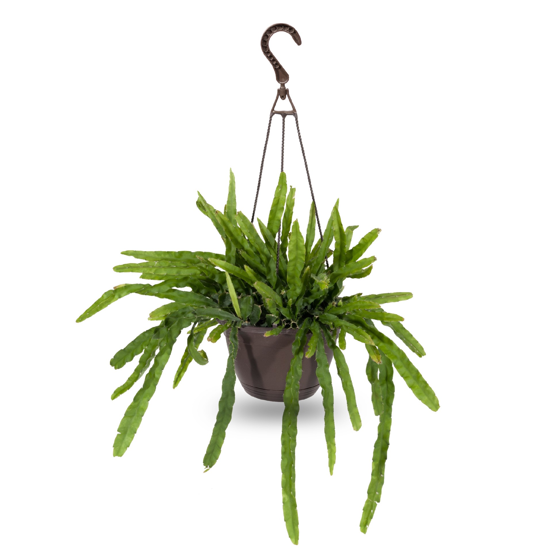 slide 5 of 6, Costa Farms Assorted Foliage House plant in 3 Quart(s) Hanging basket 1 -Pack, 1 ct