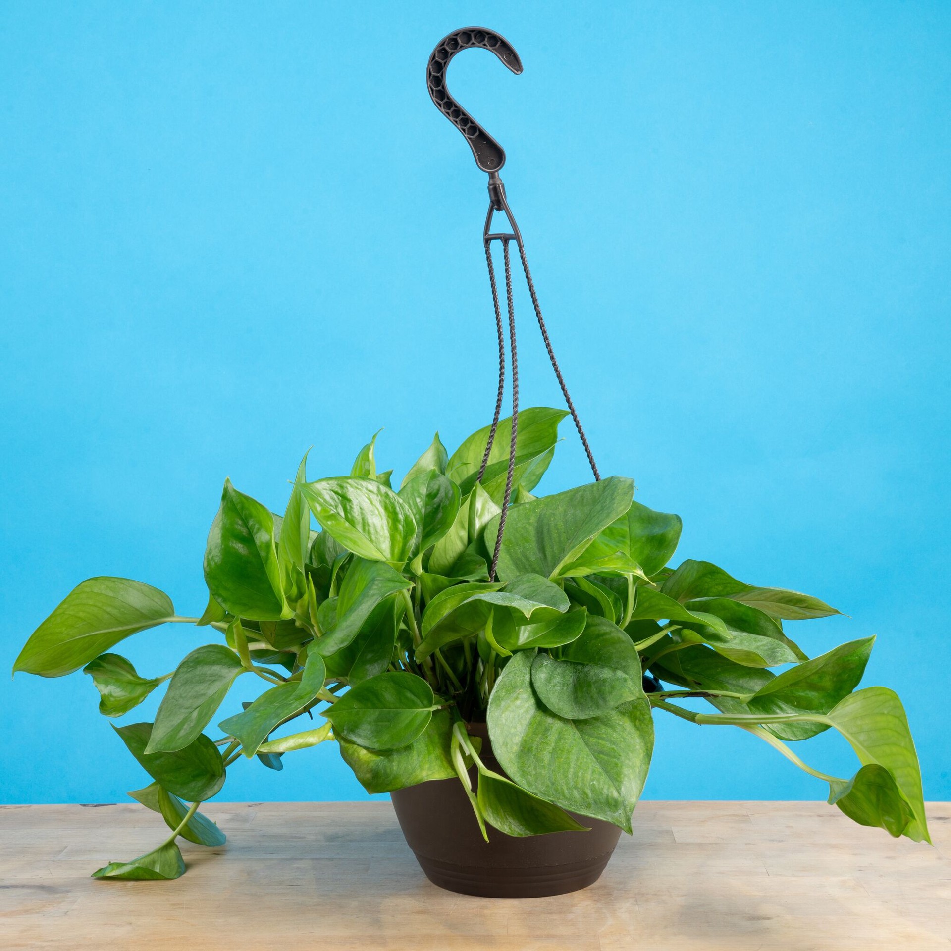 slide 6 of 6, Costa Farms Assorted Foliage House plant in 3 Quart(s) Hanging basket 1 -Pack, 1 ct