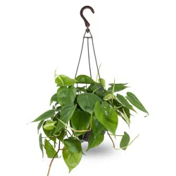 Costa Farms Assorted Foliage House plant in 3 Quart(s) Hanging basket 1 -Pack