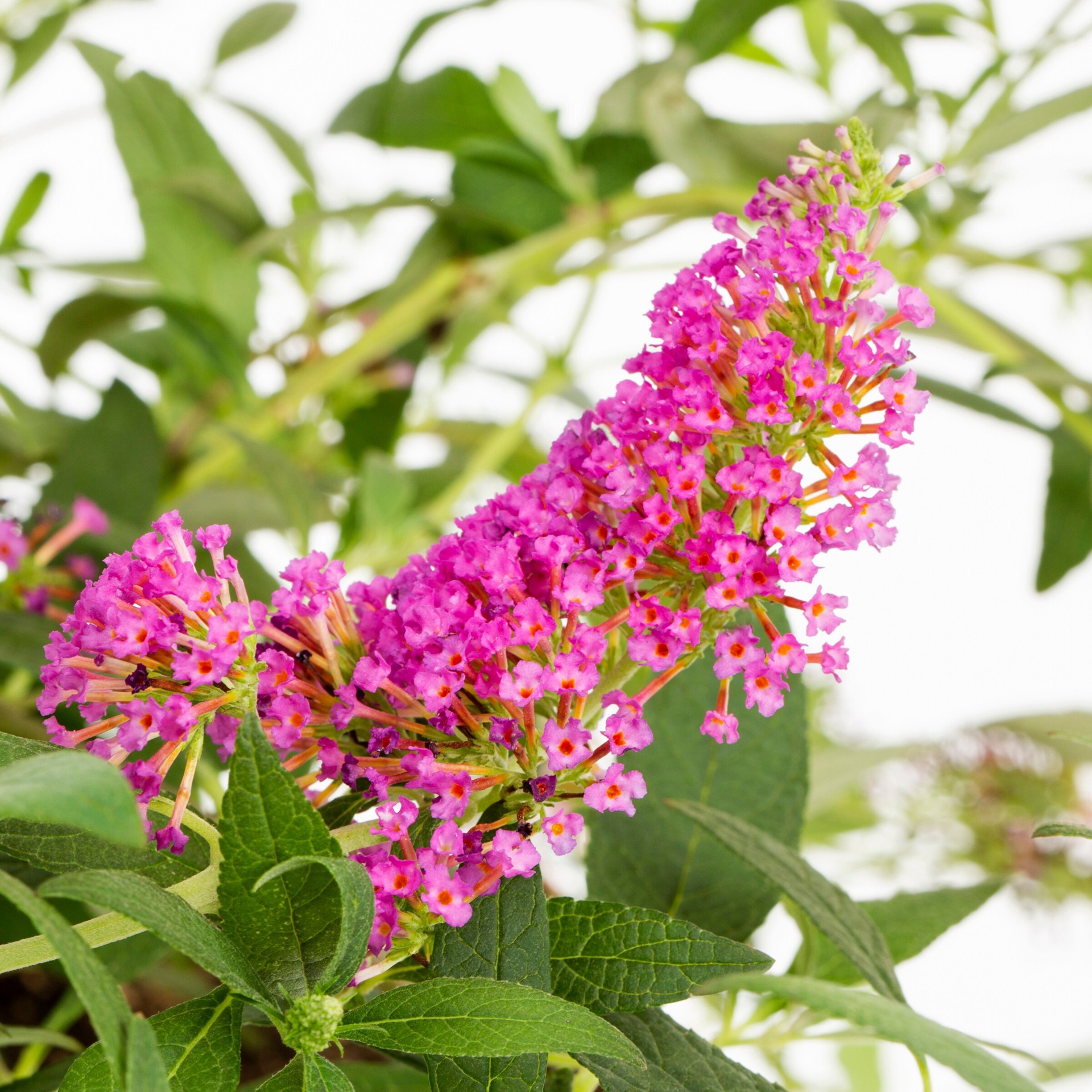 slide 2 of 2, Lowe's Multicolor Butterfly Bush Plant in 1-Gallon Pot, 1 ct