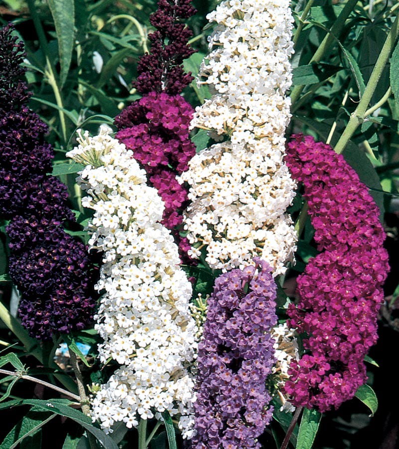 slide 1 of 2, Lowe's Multicolor Butterfly Bush Plant in 1-Gallon Pot, 1 ct