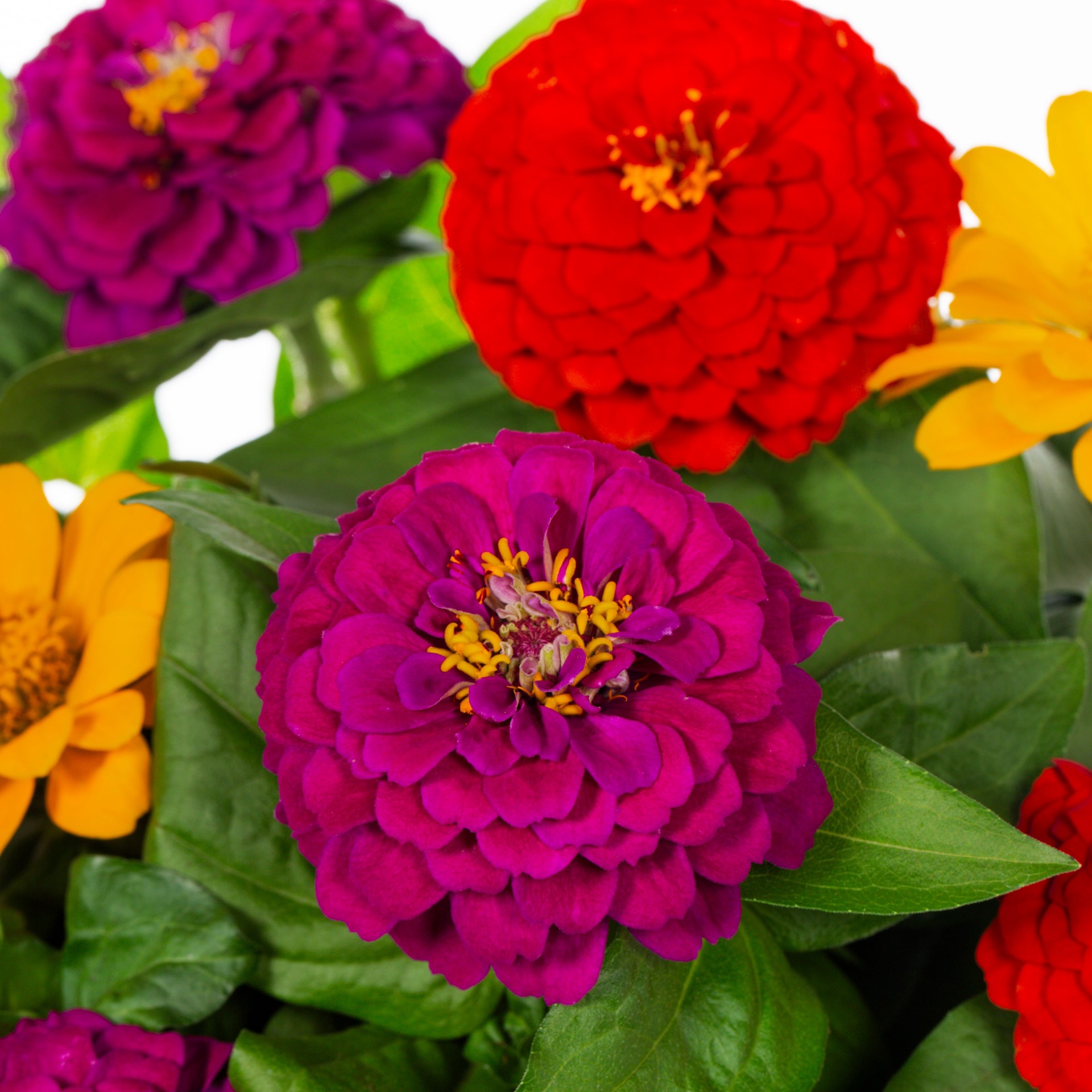 slide 2 of 5, Lowe's Multicolor Zinnia in 1.75 Gallon(s) Planter 1 -Pack, 1 ct