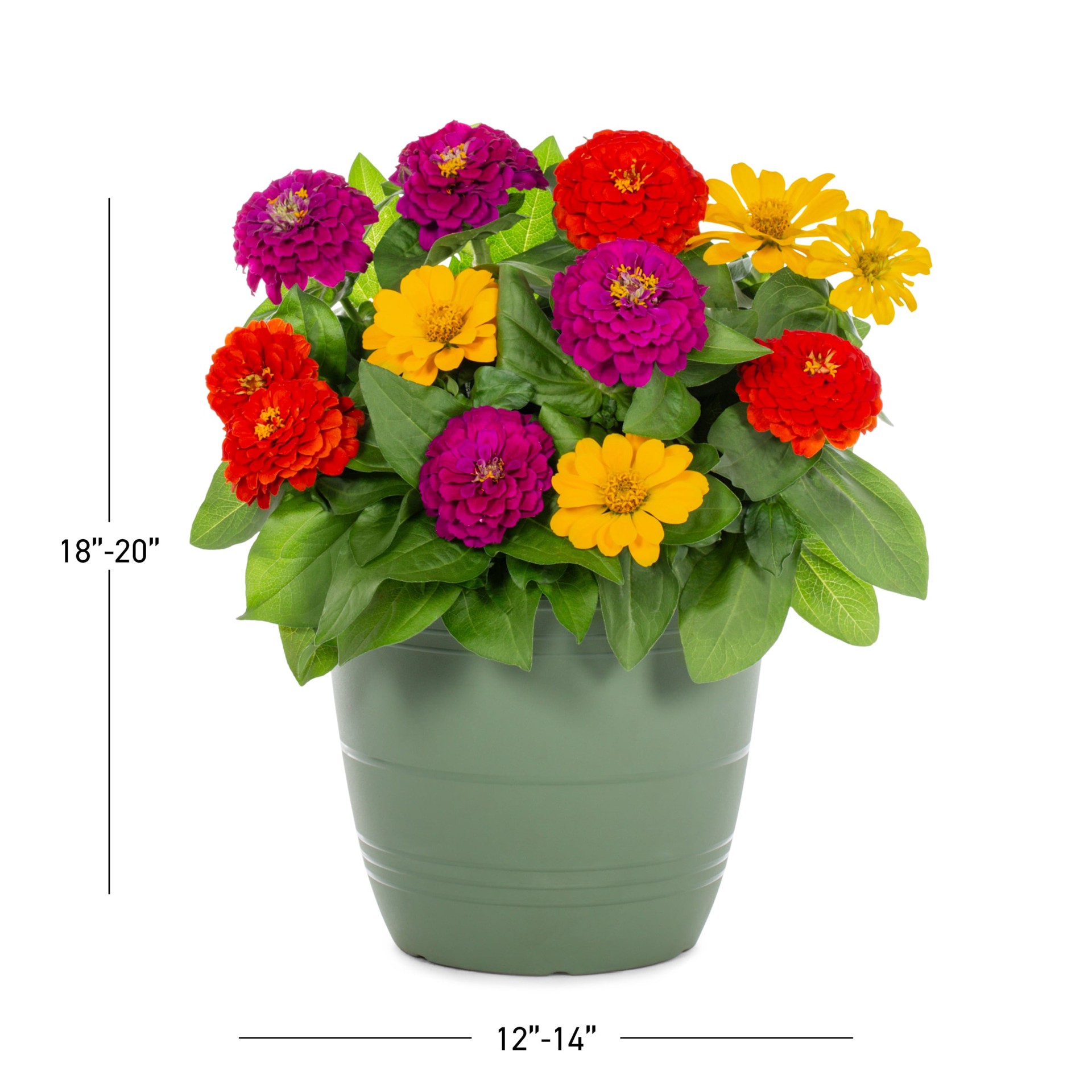 slide 3 of 5, Lowe's Multicolor Zinnia in 1.75 Gallon(s) Planter 1 -Pack, 1 ct