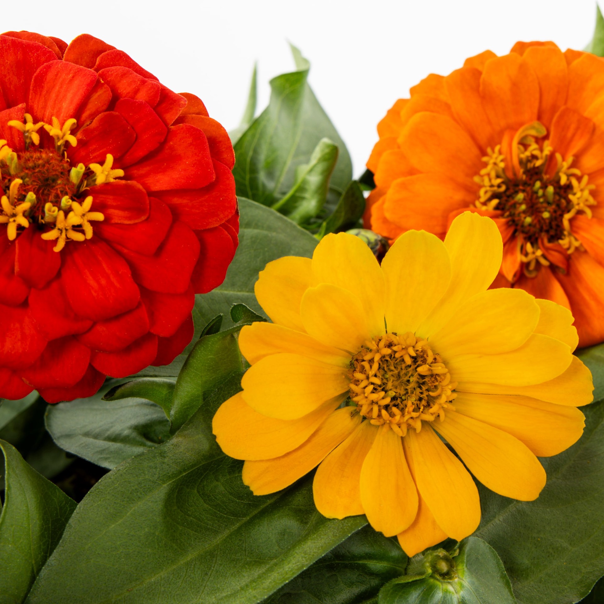 slide 4 of 5, Lowe's Multicolor Zinnia in 1.75 Gallon(s) Planter 1 -Pack, 1 ct