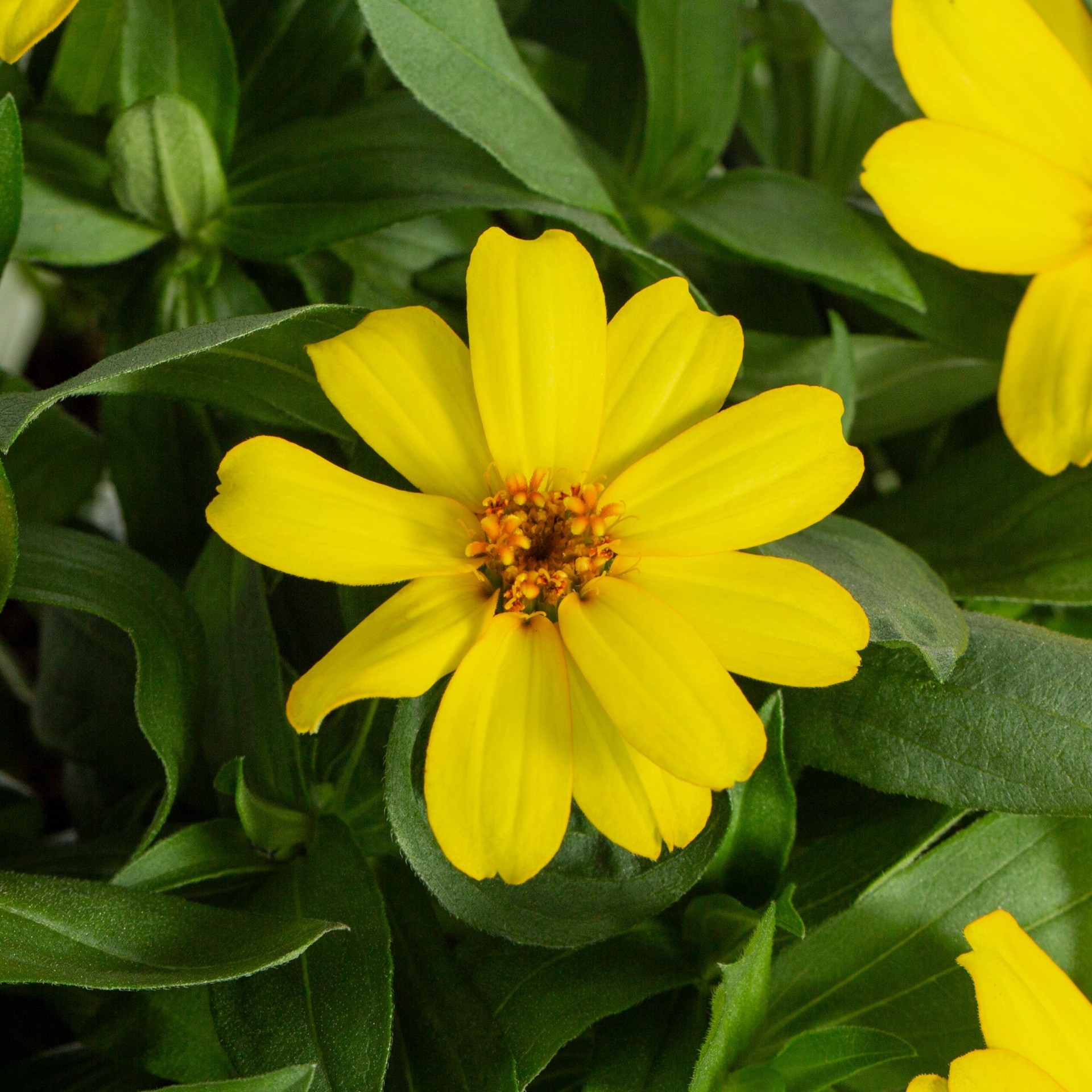 slide 5 of 5, Lowe's Multicolor Zinnia in 1.75 Gallon(s) Planter 1 -Pack, 1 ct