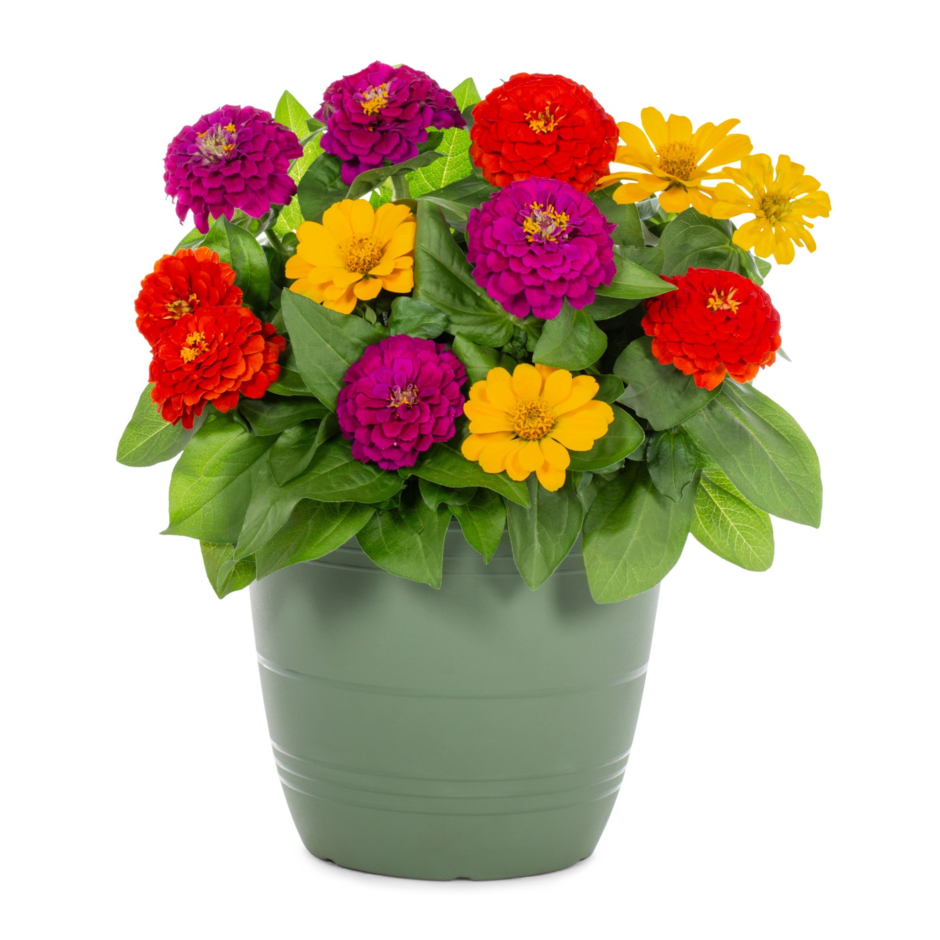 slide 1 of 5, Lowe's Multicolor Zinnia in 1.75 Gallon(s) Planter 1 -Pack, 1 ct