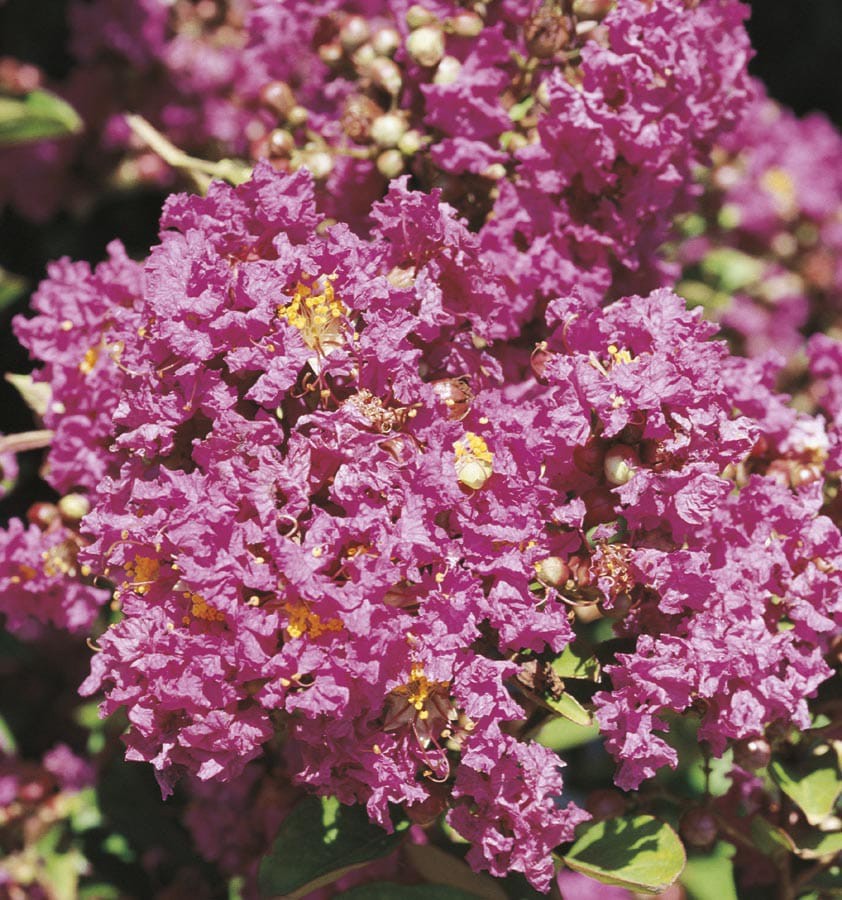 slide 1 of 1, Lowe's Plum Magic Crape Myrtle Flowering Shrub in In pot (with soil) with Pink Blooms, 1 ct