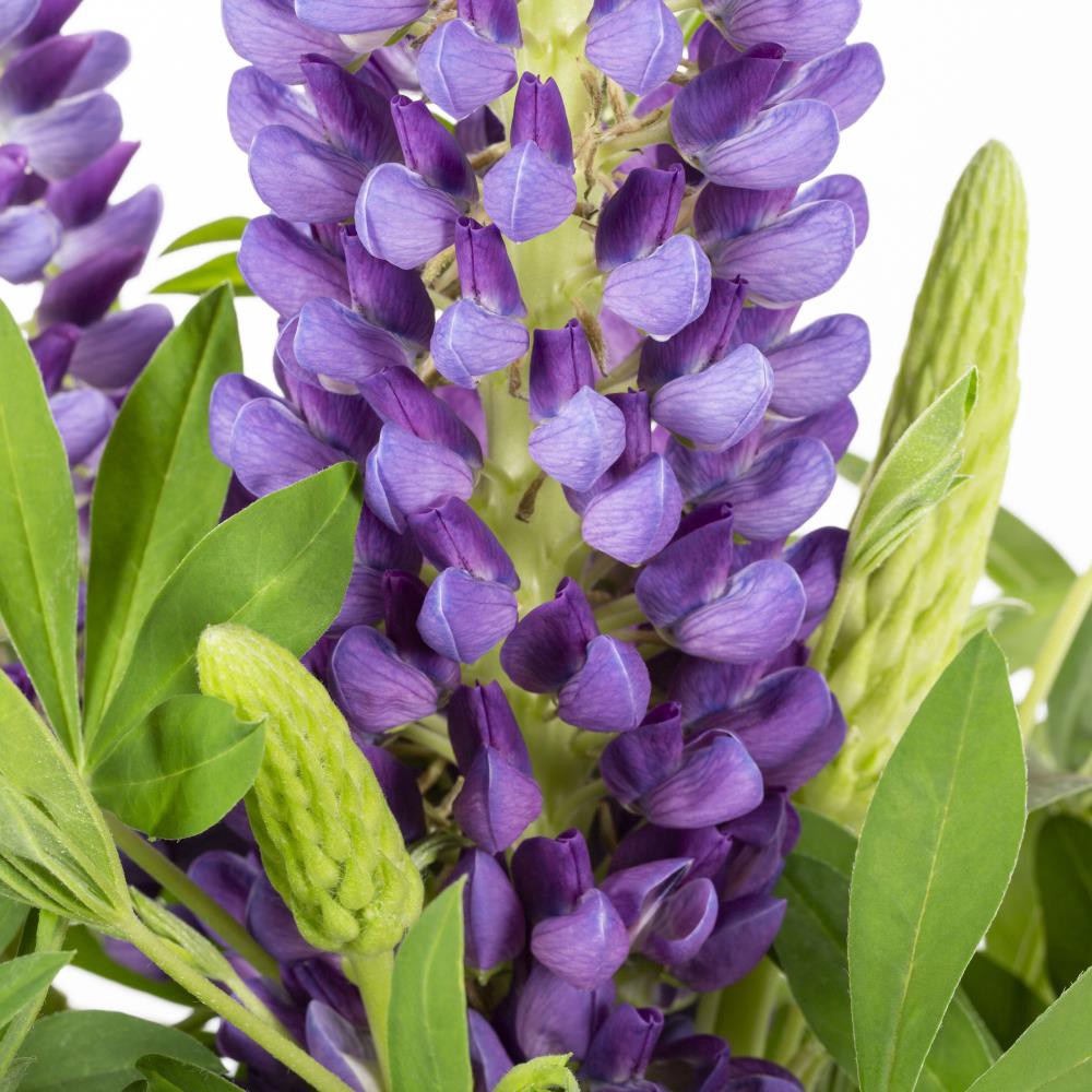 slide 2 of 2, Lowe's Multicolor Lupine Plant in 1.5 -Gallon Pot 1.0 -Pack, 1 ct