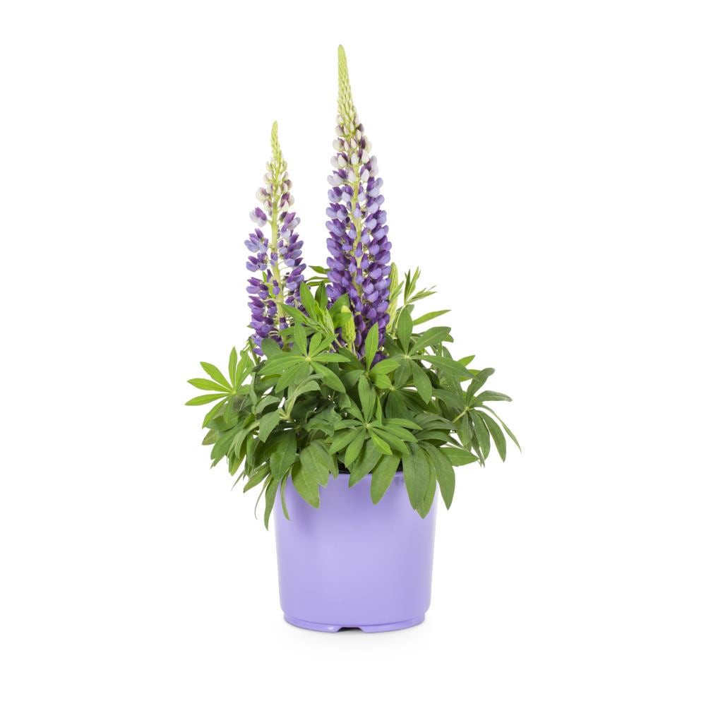 slide 1 of 2, Lowe's Multicolor Lupine Plant in 1.5 -Gallon Pot 1.0 -Pack, 1 ct