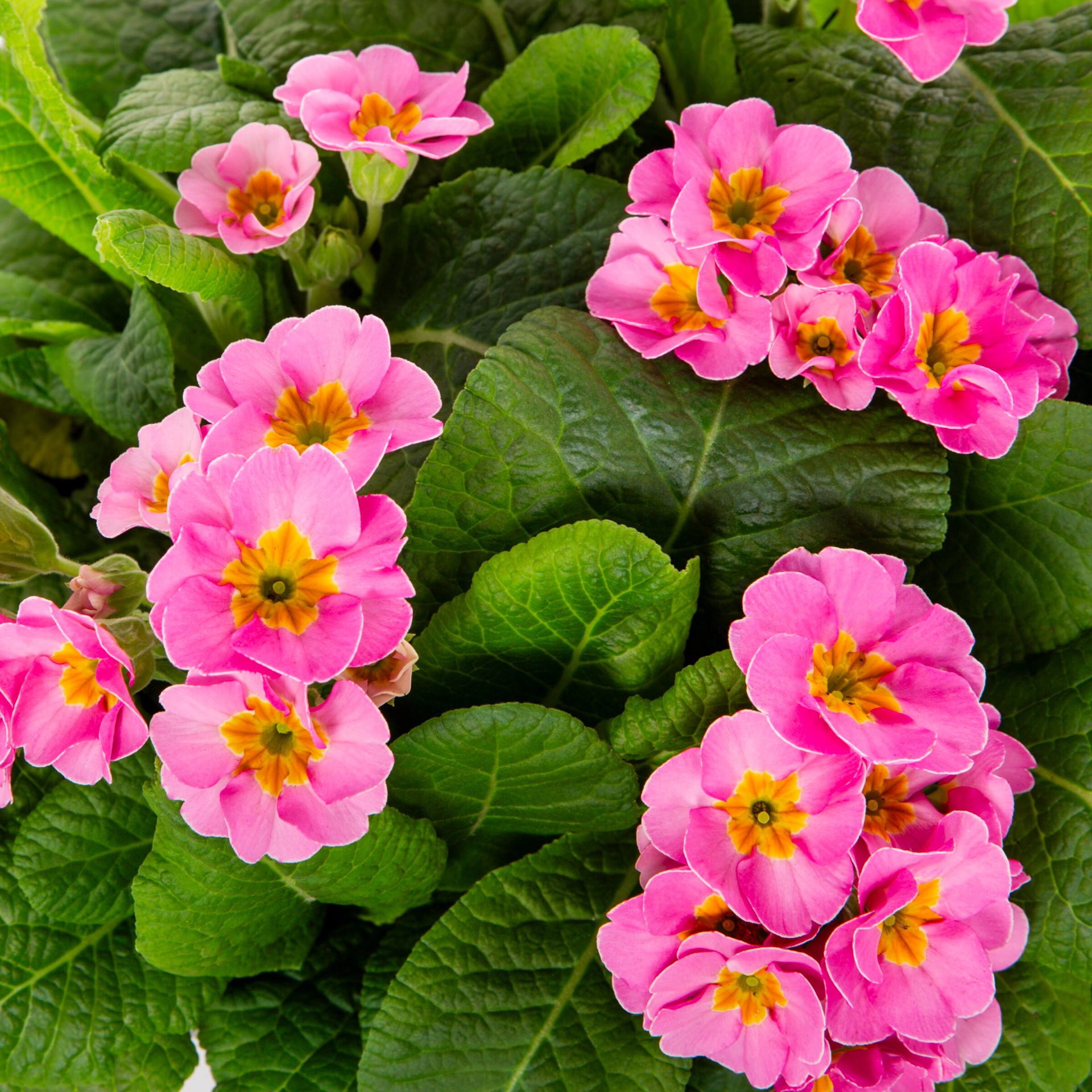 slide 2 of 4, Lowe's Multicolor Primrose Plant in 2 -Quart Pot 1.0 -Pack, 1 ct