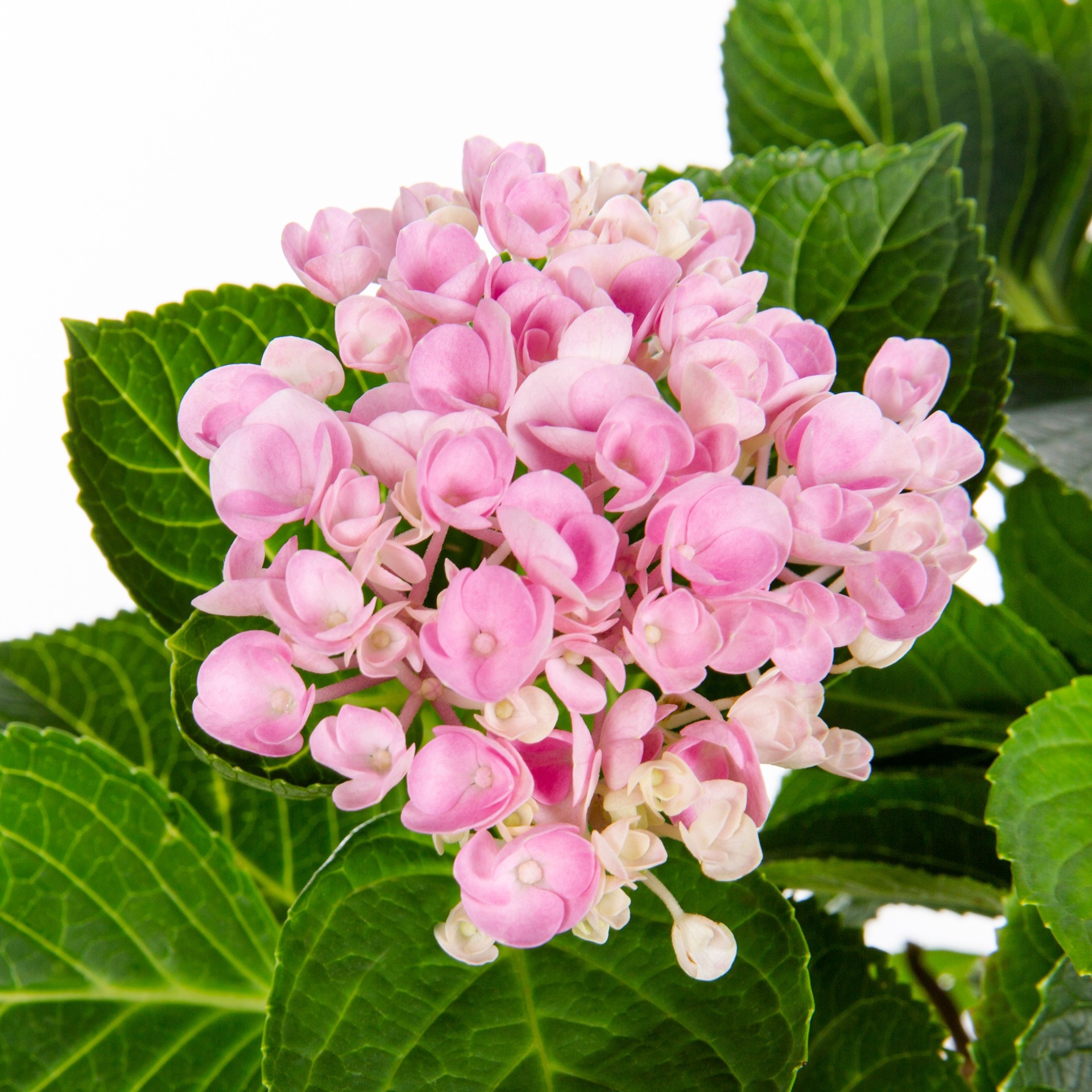 slide 2 of 4, Lowe's 3.58 -Gallon Pot Climbing Hydrangea, 1 ct