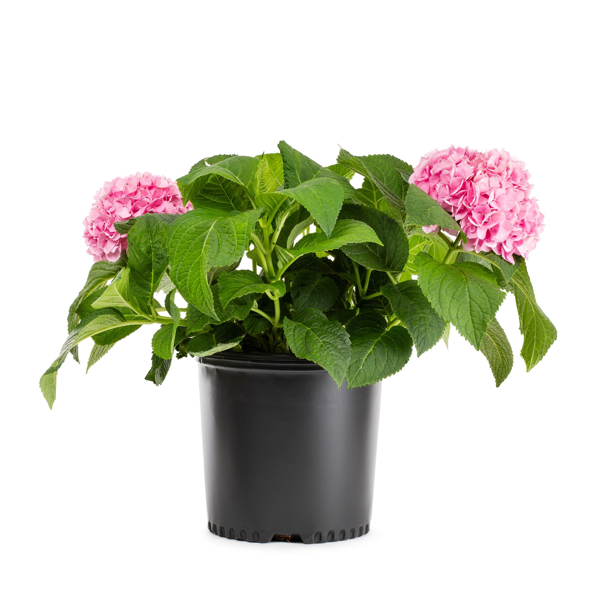 slide 3 of 4, Lowe's 3.58 -Gallon Pot Climbing Hydrangea, 1 ct