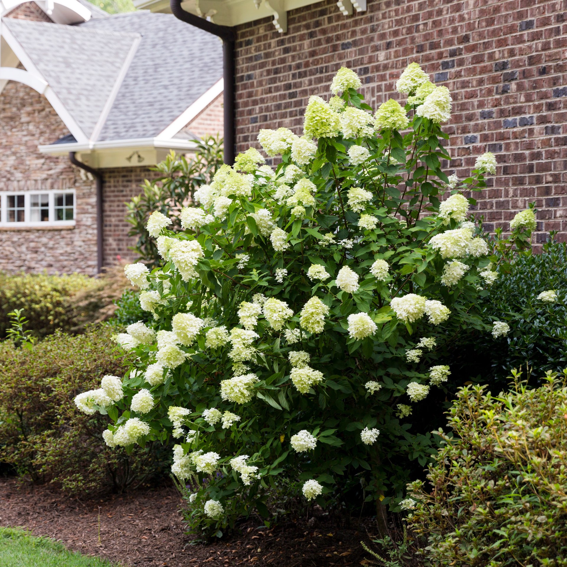 slide 4 of 4, Lowe's 3.58 -Gallon Pot Climbing Hydrangea, 1 ct