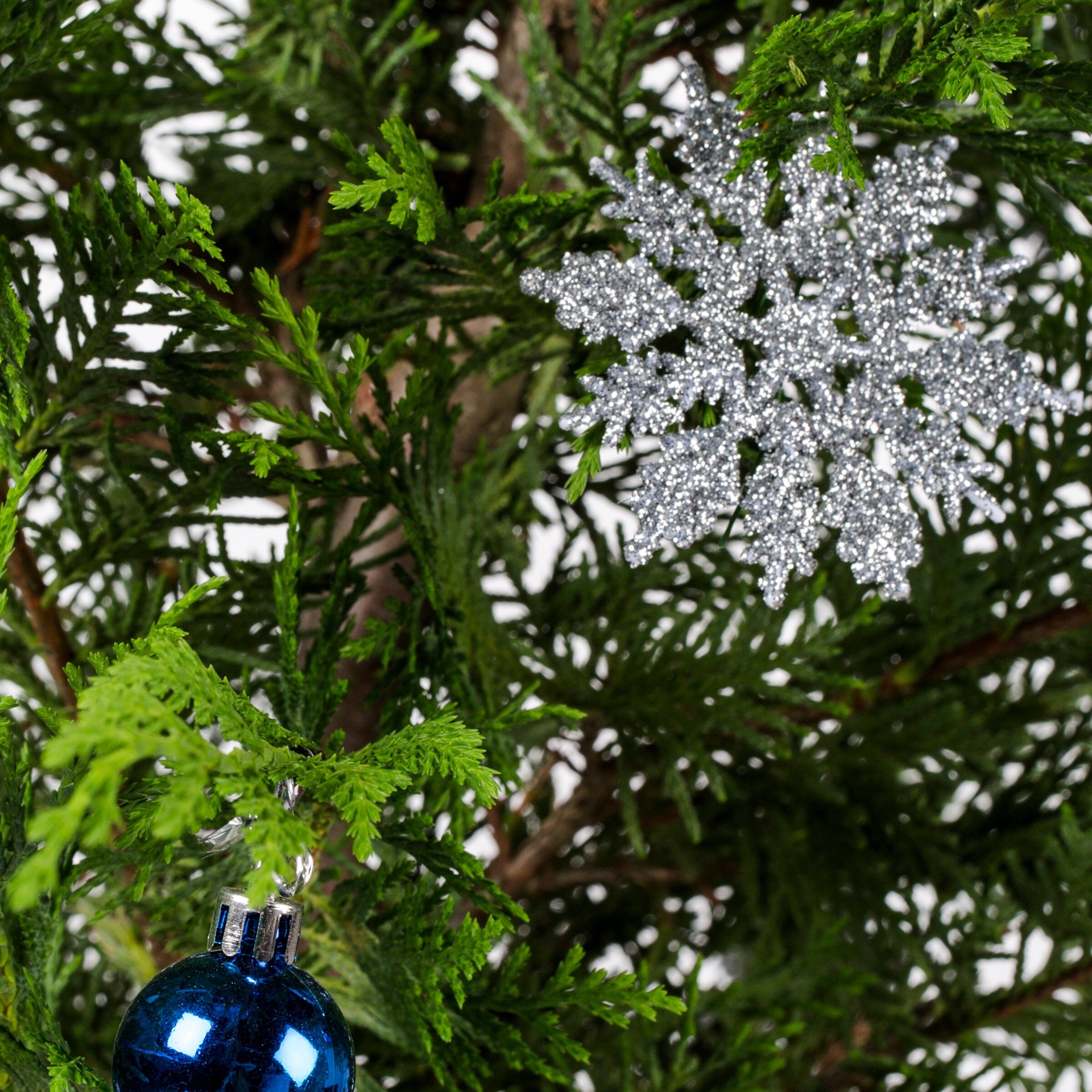 slide 2 of 3, Holiday Living Leyland Cypress Screening Shrub in 2.25 -Gallon, 1 ct