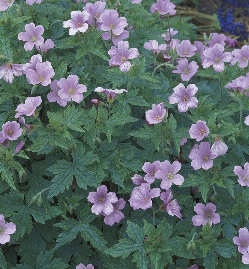 slide 1 of 1, Lowe's Pink Cranesbill Geranium Plant in 2 -Quart, 1 ct