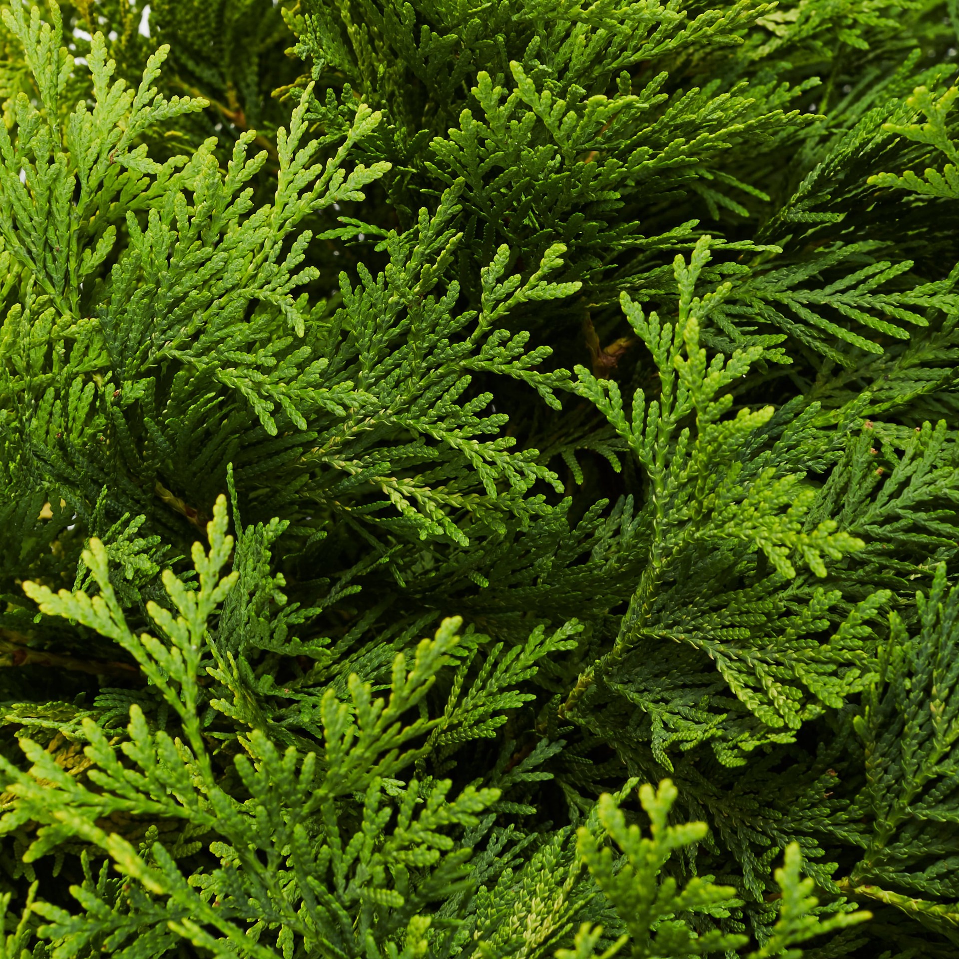 slide 2 of 2, Lowe's Golden Globe Arborvitae Accent Shrub in 5 -Gallon Pot 1.0 -Pack, 1 ct