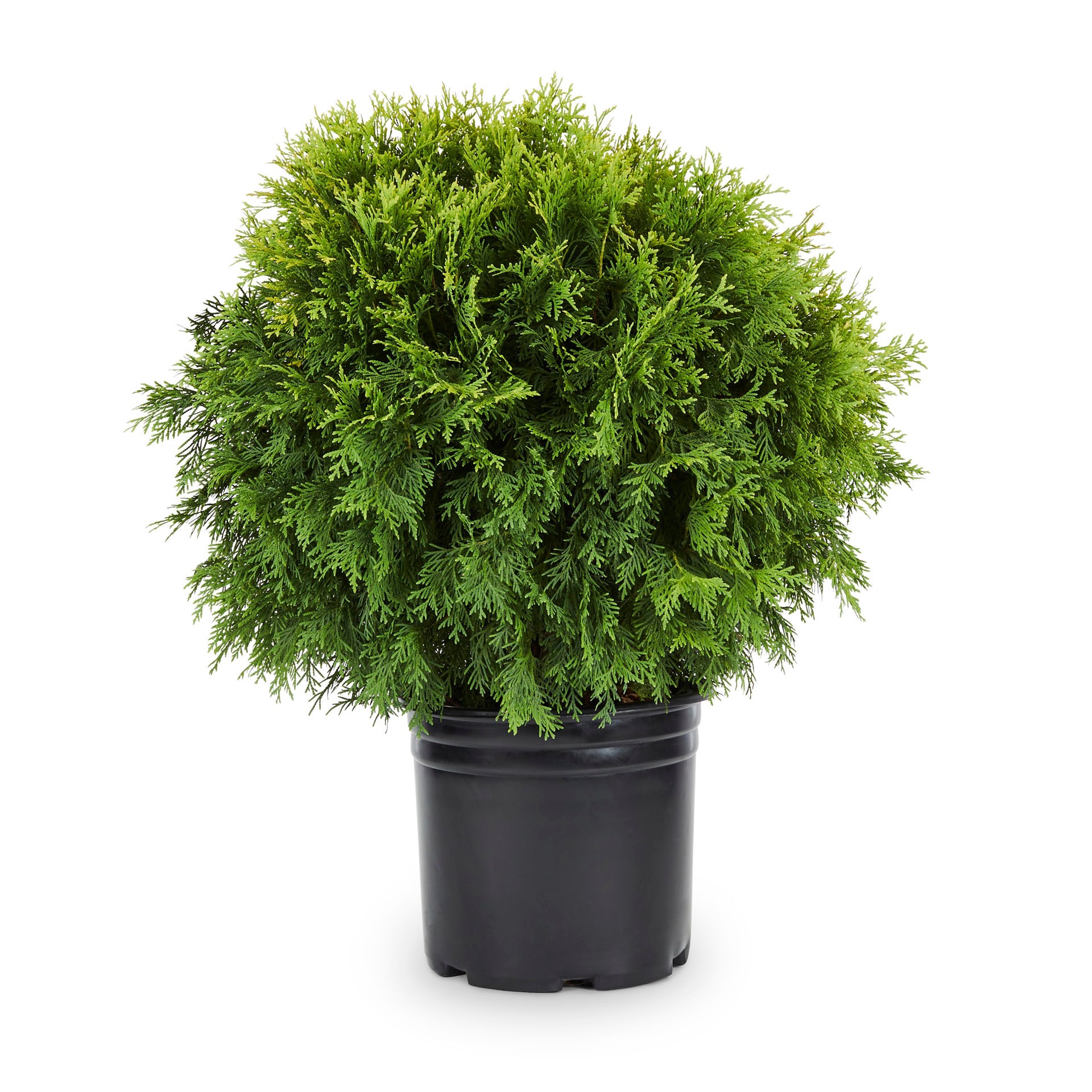 slide 1 of 2, Lowe's Golden Globe Arborvitae Accent Shrub in 5 -Gallon Pot 1.0 -Pack, 1 ct