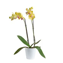 Costa Farms Multicolor Specialty Orchids House plant in 1.68 Pint(s) Planter 1 -Pack
