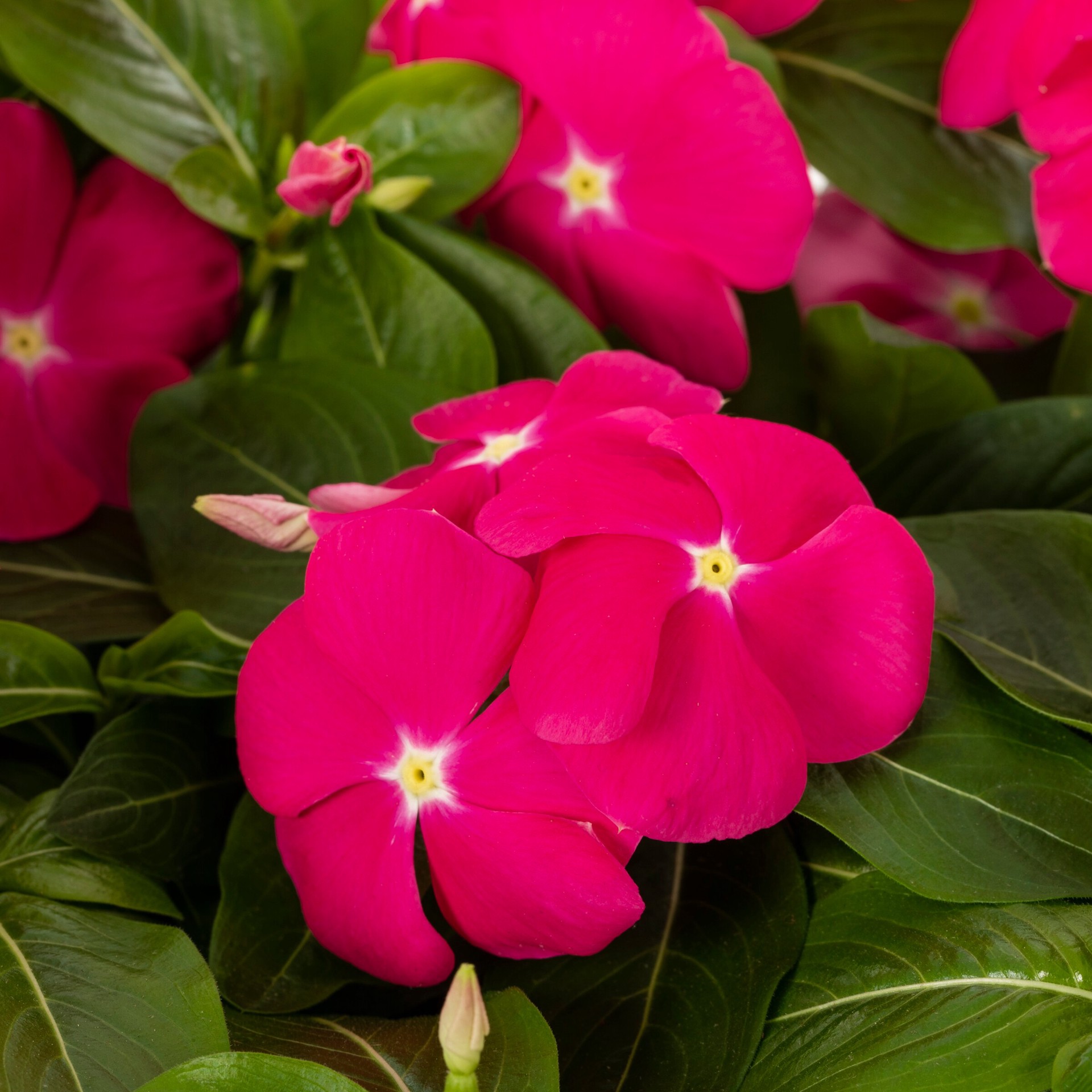slide 2 of 4, Lowe's Multicolor Vinca in 3.5 Gallon(s) Planter 1 -Pack, 1 ct