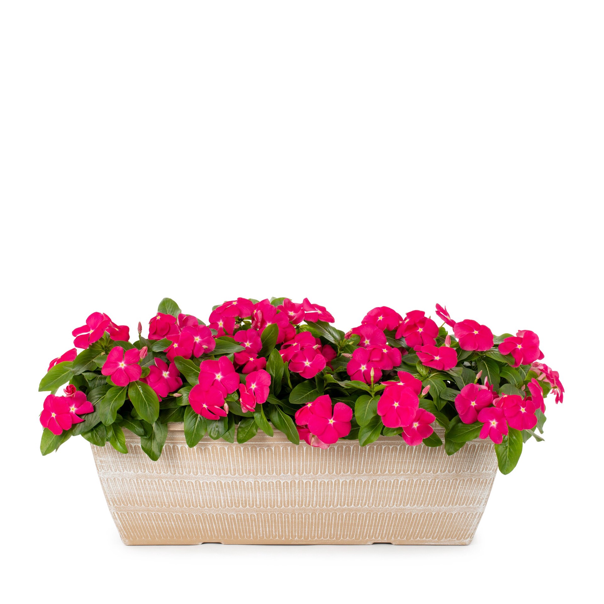 slide 1 of 4, Lowe's Multicolor Vinca in 3.5 Gallon(s) Planter 1 -Pack, 1 ct