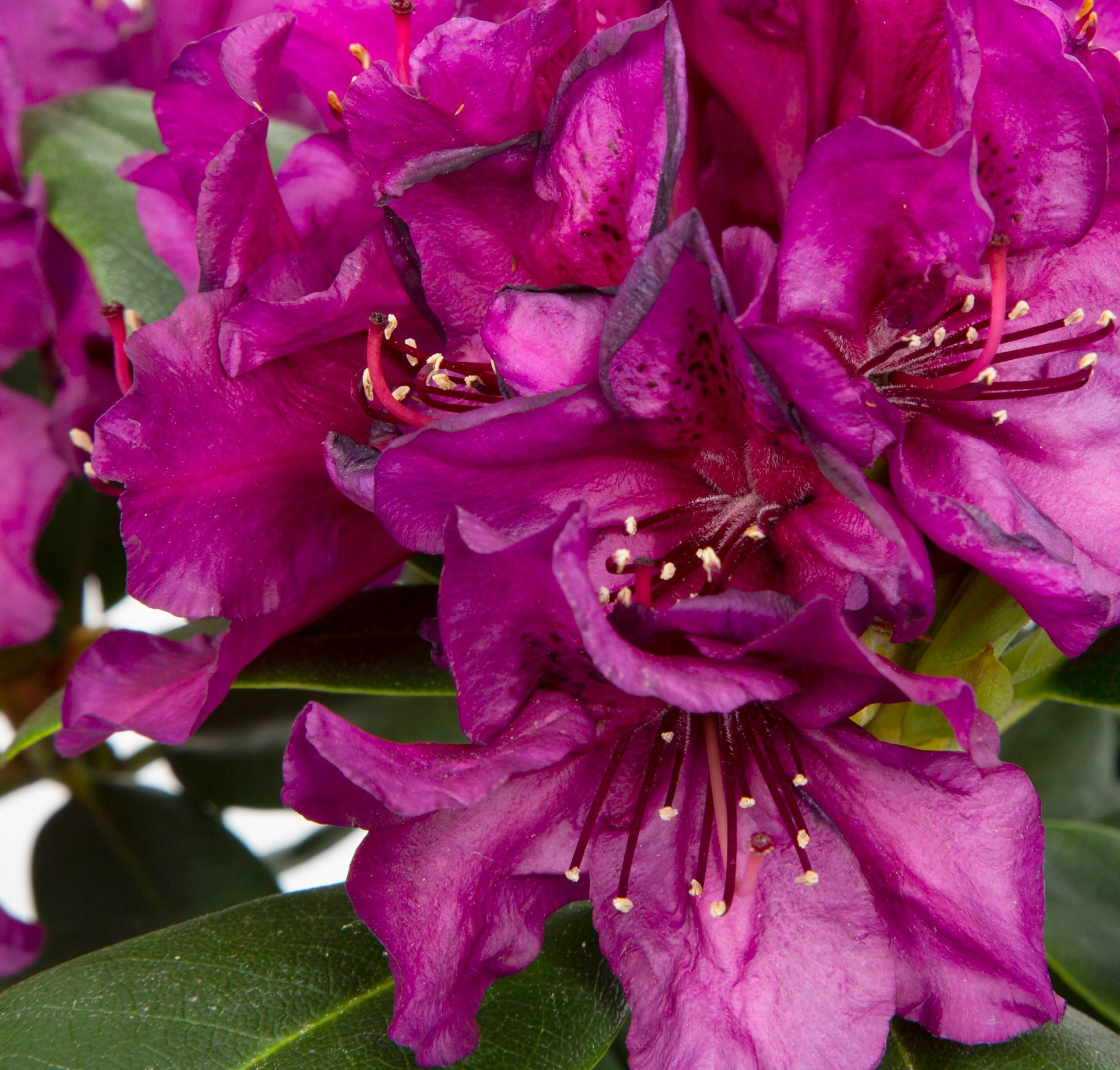 slide 2 of 6, Lowe's Multicolor Rhododendron Flowering Shrub in 2.5-Quart Pot, 1 ct