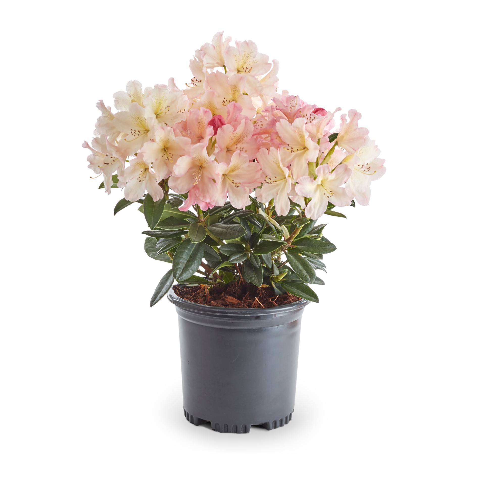 slide 3 of 6, Lowe's Multicolor Rhododendron Flowering Shrub in 2.5-Quart Pot, 1 ct