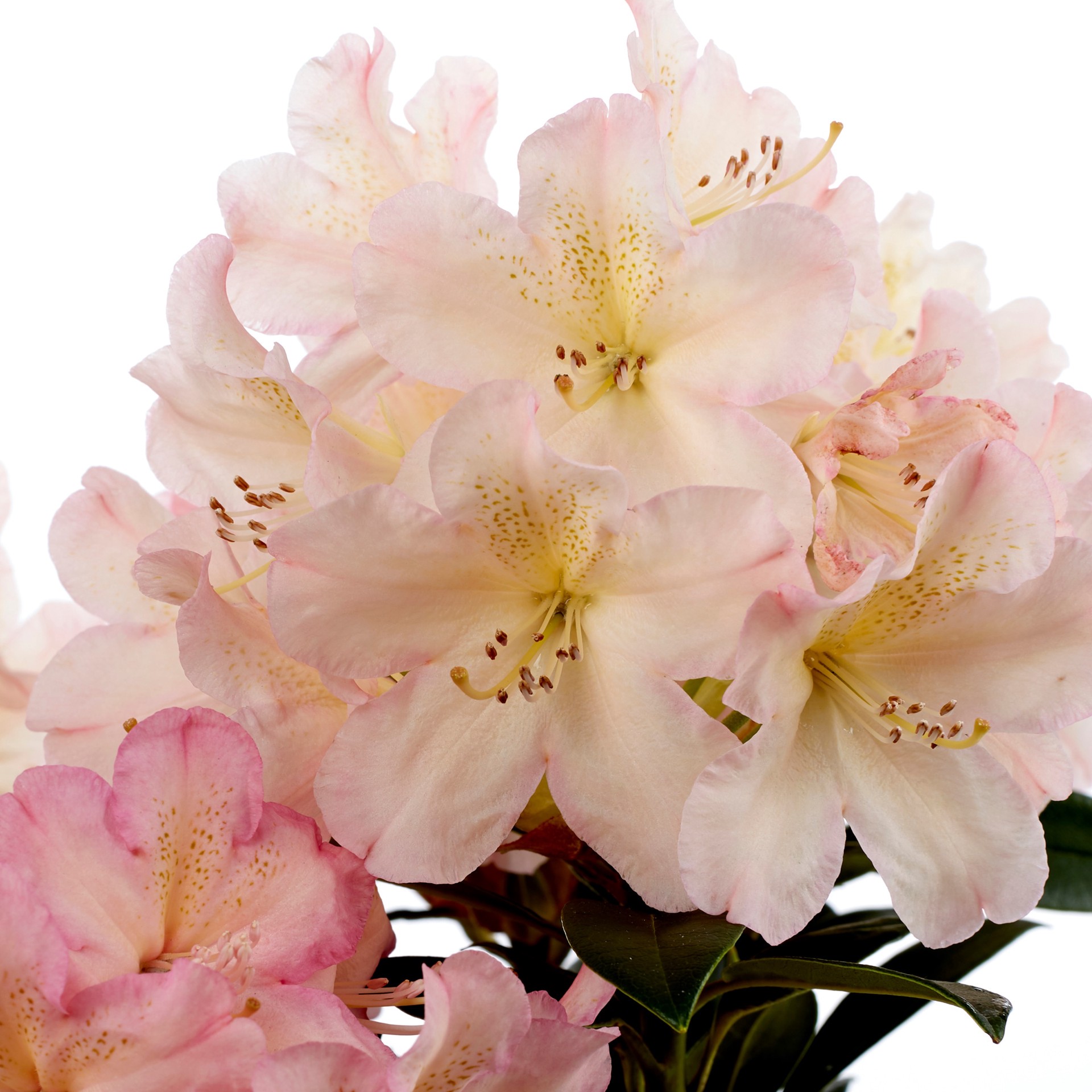 slide 4 of 6, Lowe's Multicolor Rhododendron Flowering Shrub in 2.5-Quart Pot, 1 ct