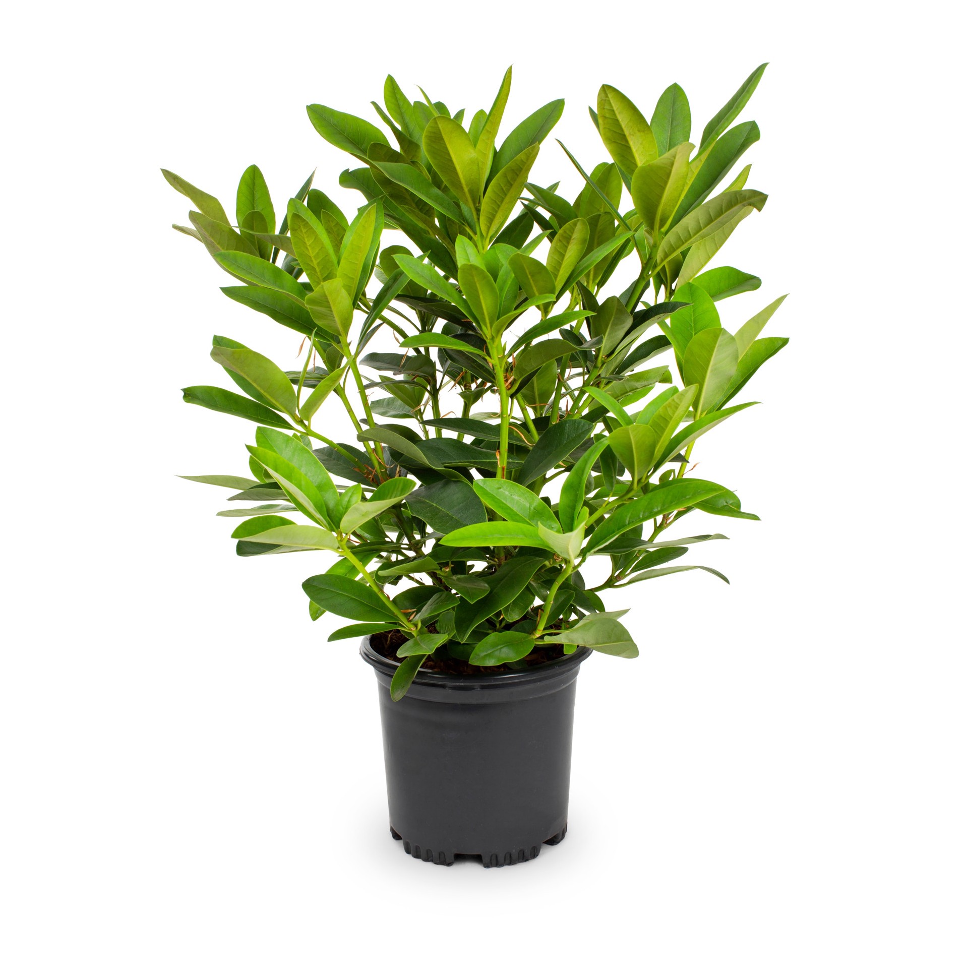 slide 5 of 6, Lowe's Multicolor Rhododendron Flowering Shrub in 2.5-Quart Pot, 1 ct
