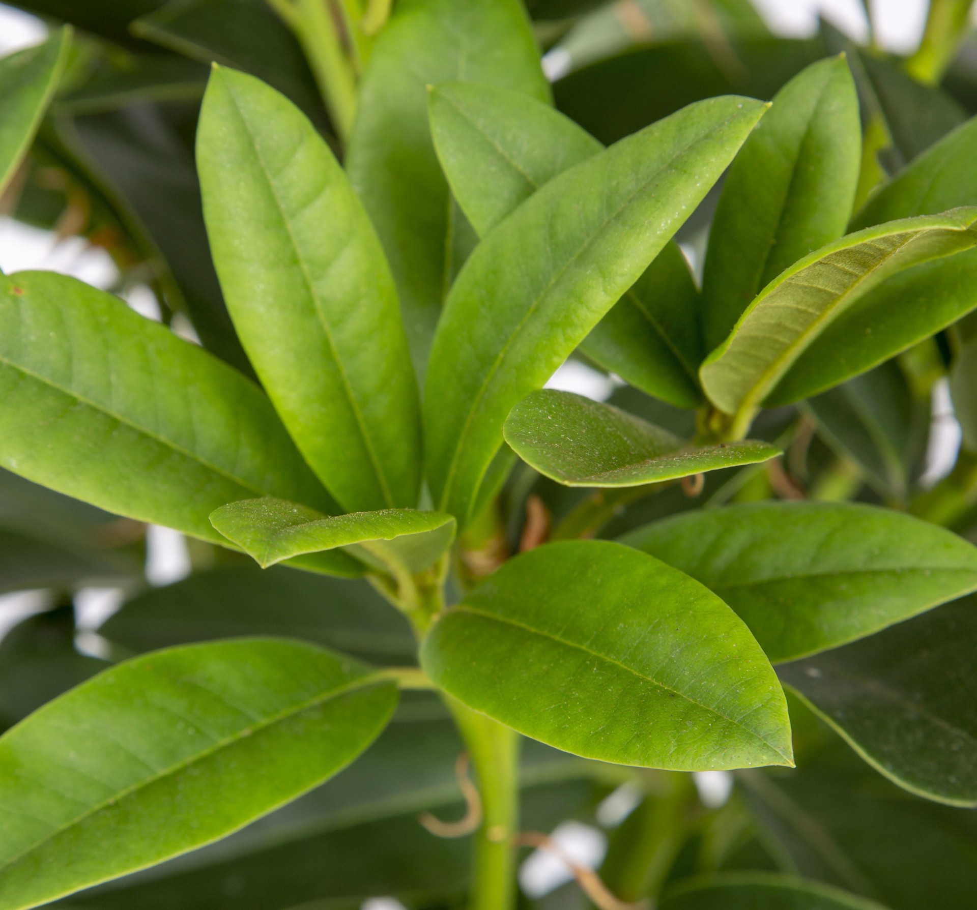 slide 6 of 6, Lowe's Multicolor Rhododendron Flowering Shrub in 2.5-Quart Pot, 1 ct