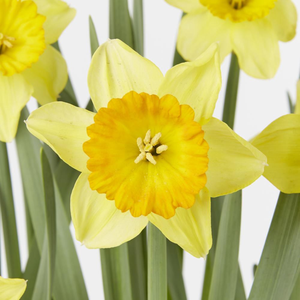 slide 2 of 5, Lowe's Multicolor Daffodil in 2.5-Quart Pot, 1 ct