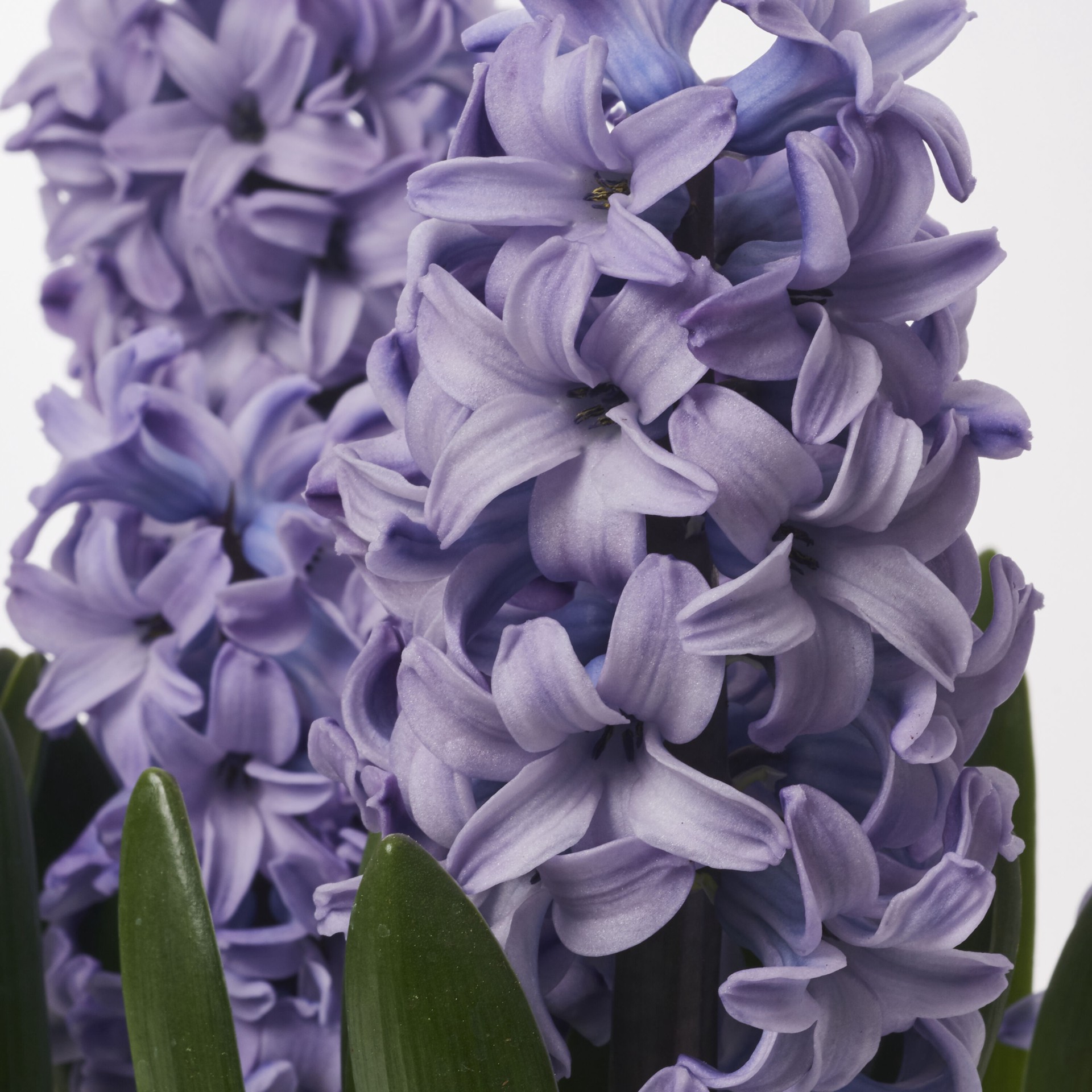 slide 2 of 4, Lowe's Multicolor Hyacinth in 2.5-Quart Pot, 1 ct