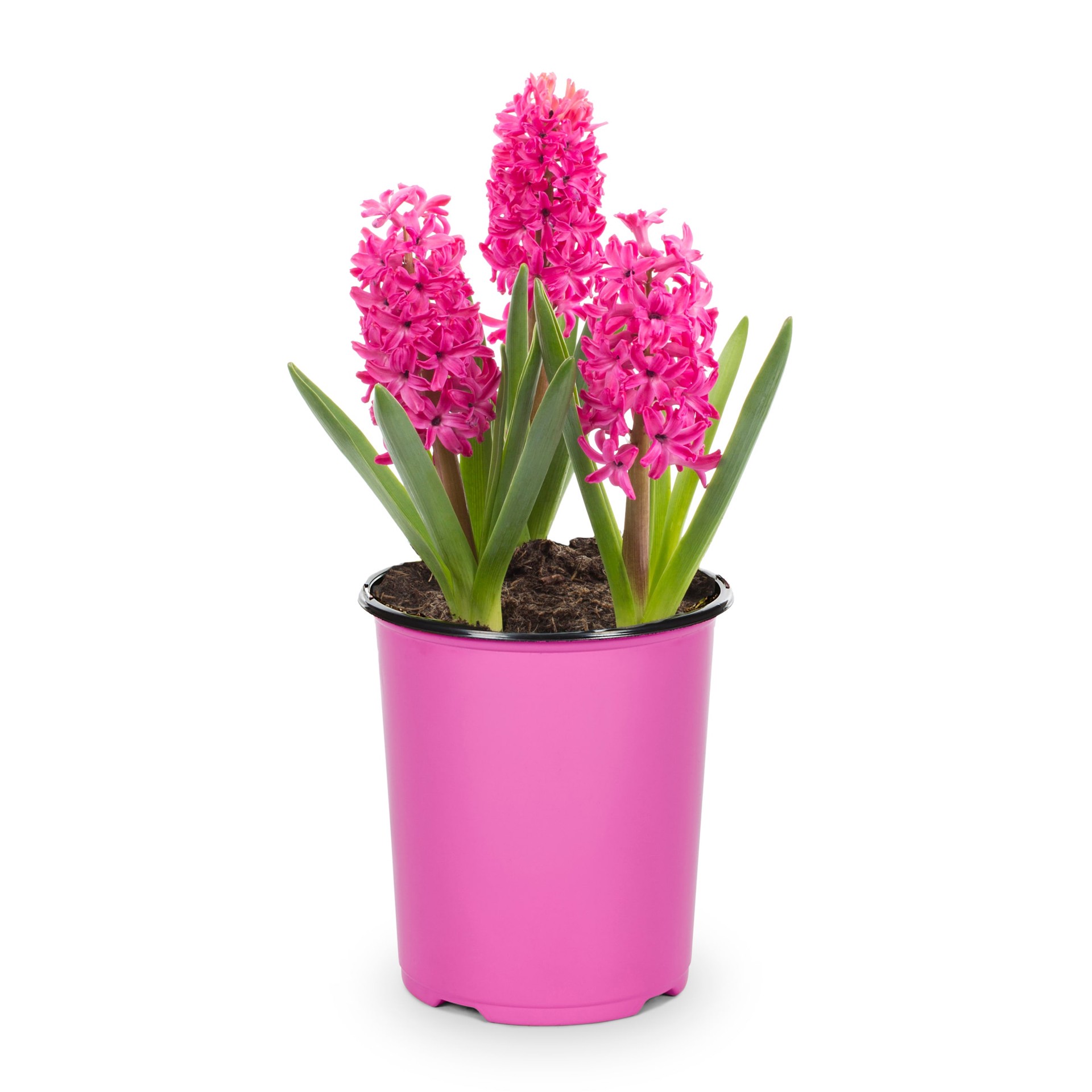 slide 3 of 4, Lowe's Multicolor Hyacinth in 2.5-Quart Pot, 1 ct