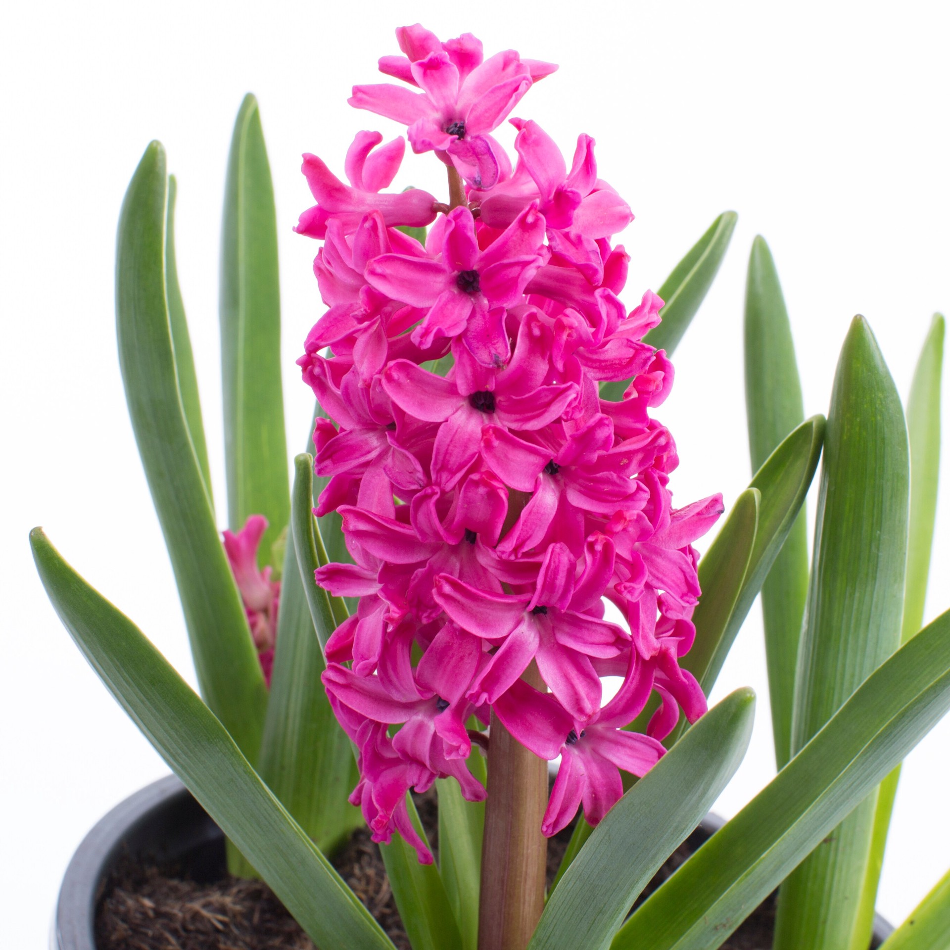 slide 4 of 4, Lowe's Multicolor Hyacinth in 2.5-Quart Pot, 1 ct