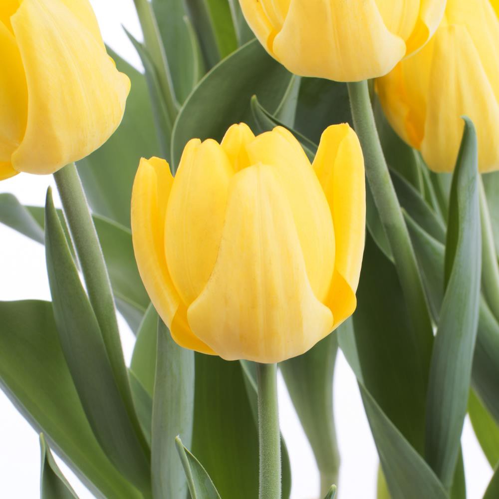 slide 2 of 6, Lowe's Multicolor Tulip in 3-Quart Pot 9-Pack, 1 ct