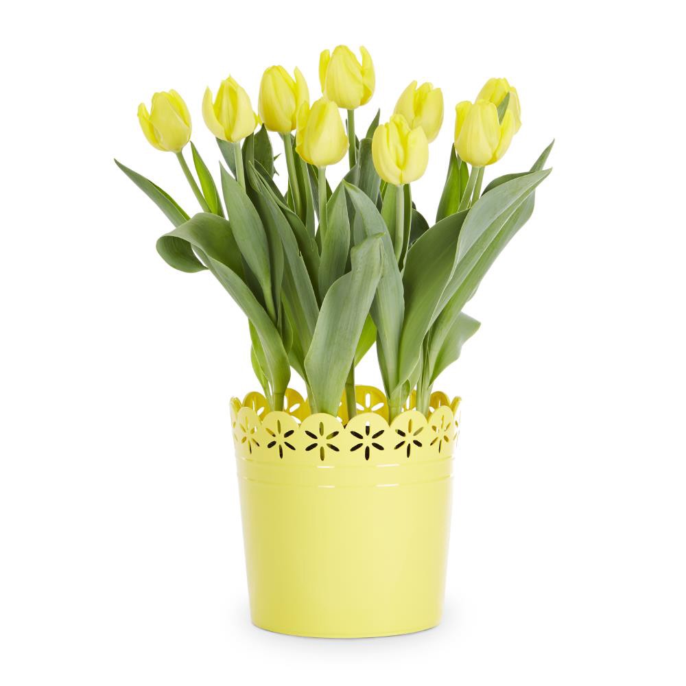 slide 1 of 6, Lowe's Multicolor Tulip in 3-Quart Pot 9-Pack, 1 ct