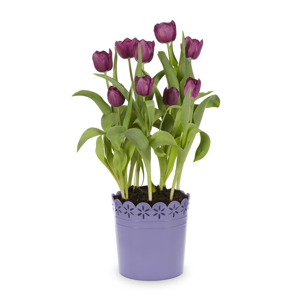 slide 3 of 6, Lowe's Multicolor Tulip in 3-Quart Pot 9-Pack, 1 ct