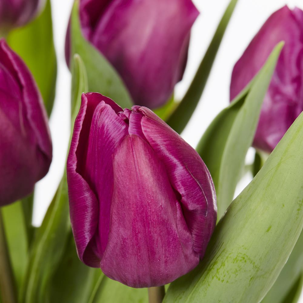 slide 4 of 6, Lowe's Multicolor Tulip in 3-Quart Pot 9-Pack, 1 ct