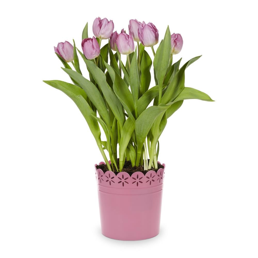 slide 5 of 6, Lowe's Multicolor Tulip in 3-Quart Pot 9-Pack, 1 ct