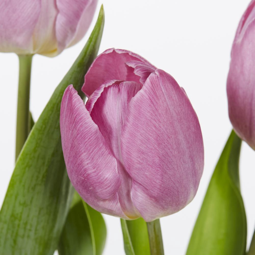 slide 6 of 6, Lowe's Multicolor Tulip in 3-Quart Pot 9-Pack, 1 ct