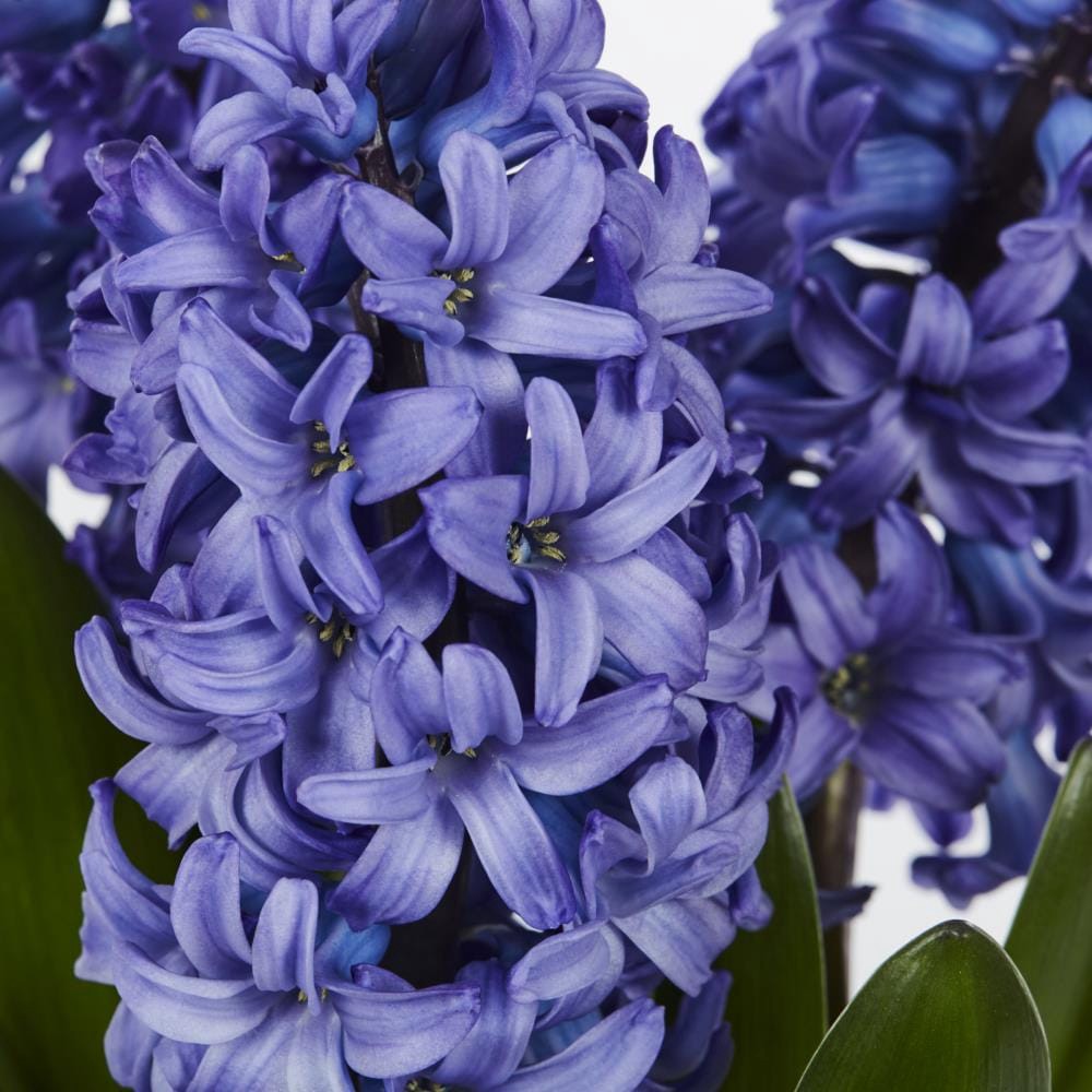 slide 2 of 4, Lowe's Multicolor Hyacinth in 3-Quart Pot 5-Pack, 1 ct