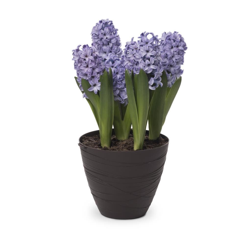 slide 3 of 4, Lowe's Multicolor Hyacinth in 3-Quart Pot 5-Pack, 1 ct