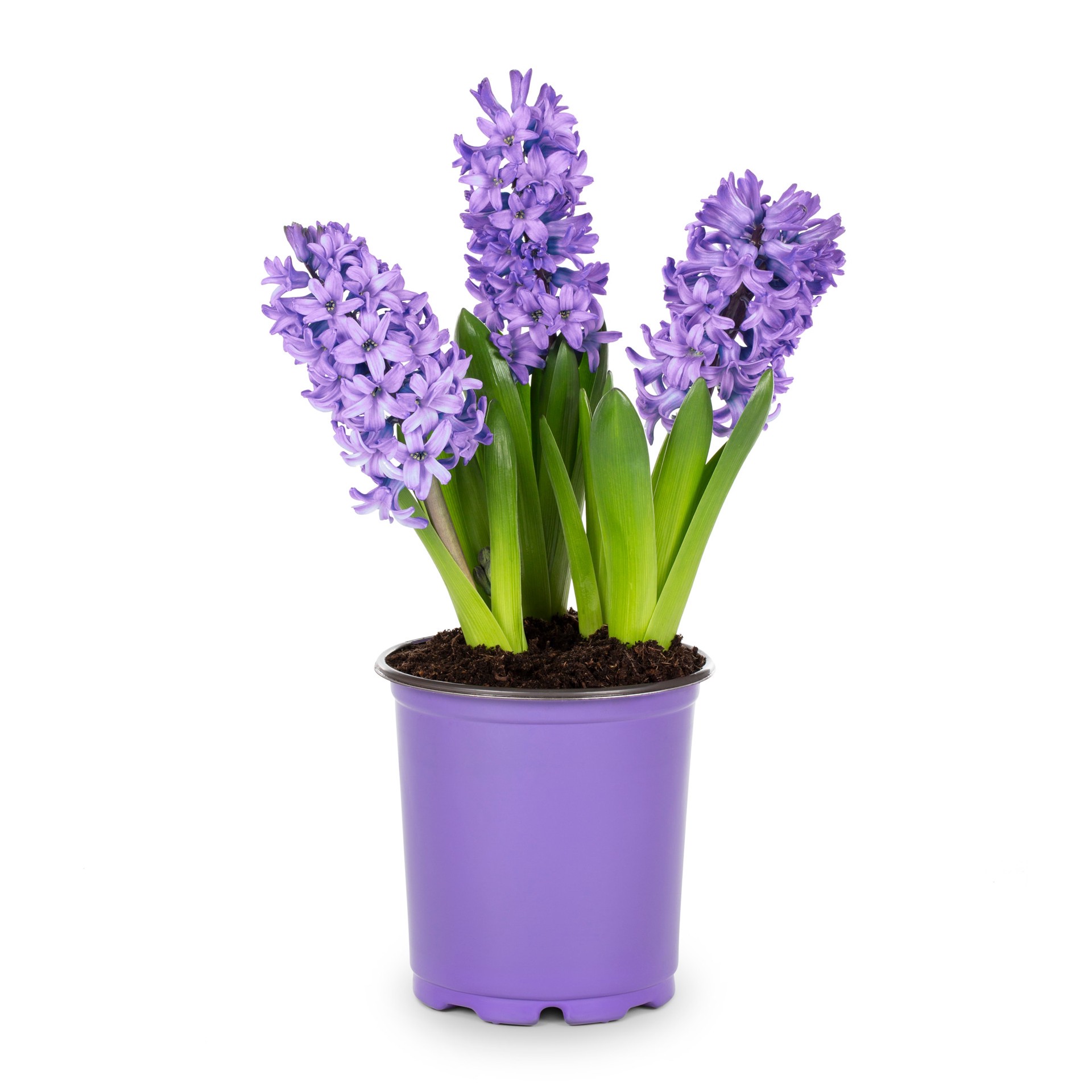 slide 4 of 4, Lowe's Multicolor Hyacinth in 3-Quart Pot 5-Pack, 1 ct