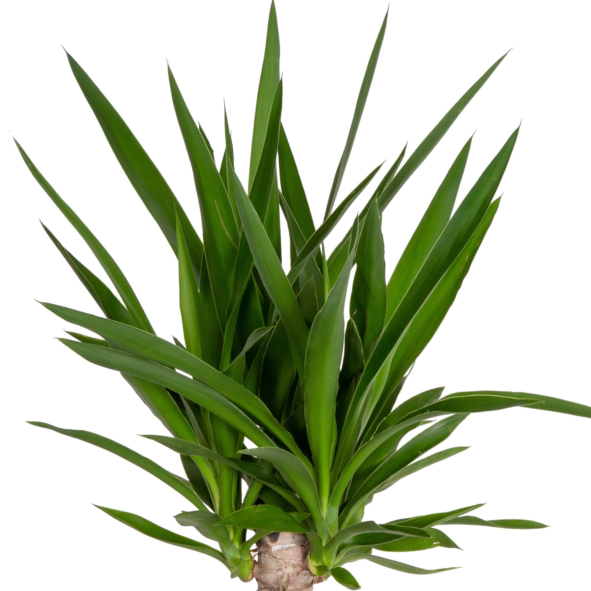 slide 2 of 6, Lowe's Yucca House plant in 1.72 Gallon(s) Pot 1 -Pack, 1 ct