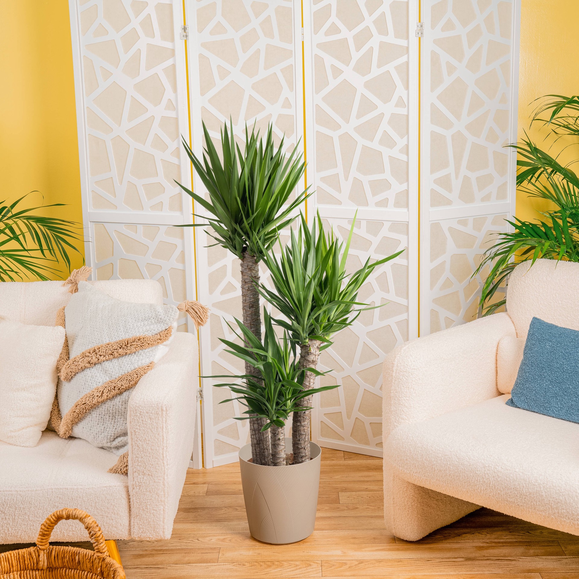 slide 5 of 6, Lowe's Yucca House plant in 1.72 Gallon(s) Pot 1 -Pack, 1 ct