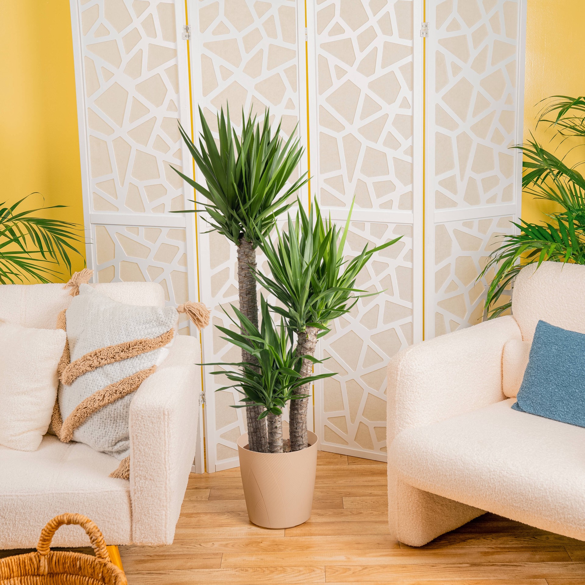 slide 6 of 6, Lowe's Yucca House plant in 1.72 Gallon(s) Pot 1 -Pack, 1 ct