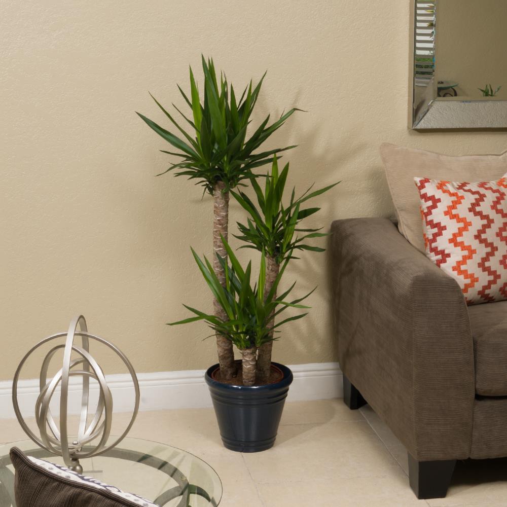 slide 2 of 2, Lowe's White Yucca House plant in 2.25 Gallon(s) Pot 1 -Pack, 1 ct