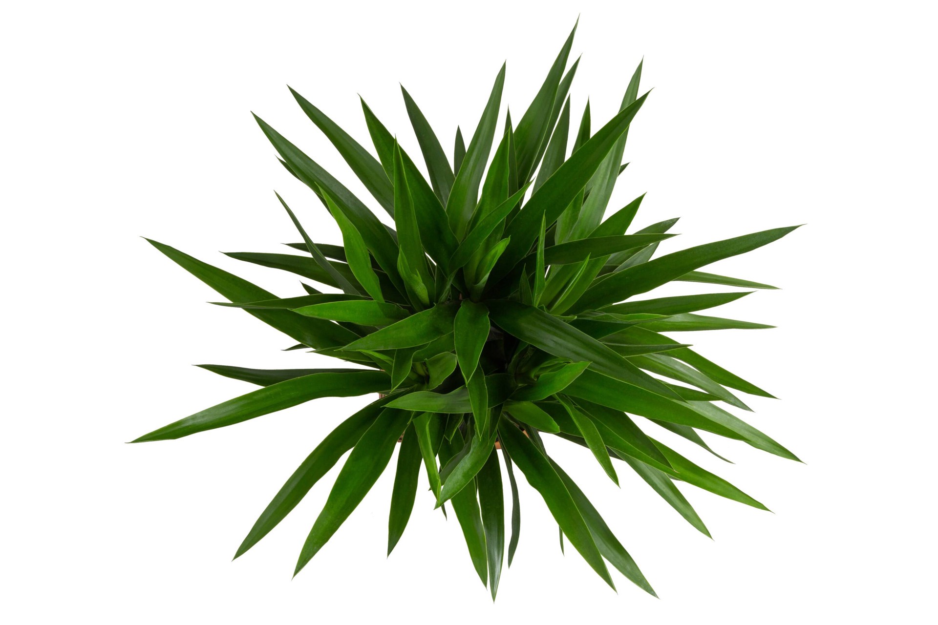 slide 4 of 6, Lowe's White Yucca House plant in 2.25 Gallon(s) Pot 1 -Pack, 1 ct