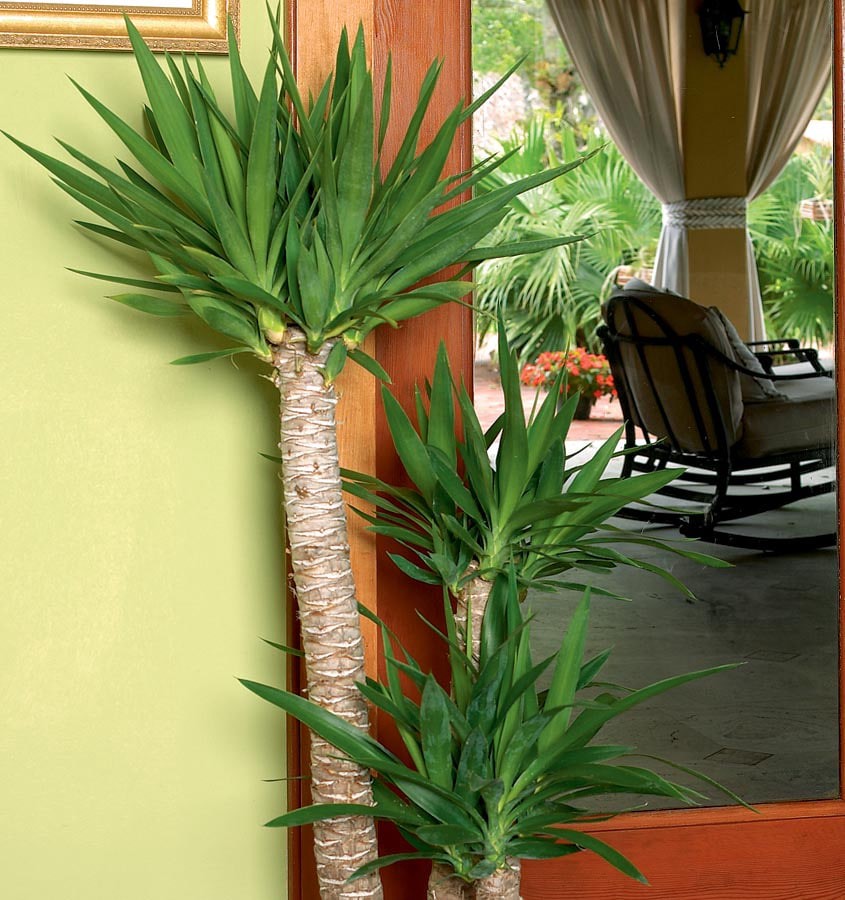 slide 1 of 2, Lowe's White Yucca House plant in 2.25 Gallon(s) Pot 1 -Pack, 1 ct
